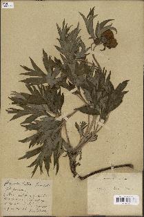 spécimen de Paeonia lutea