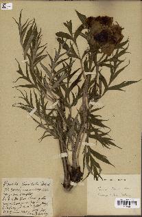 spécimen de Paeonia lutea