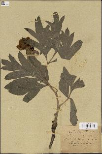 spécimen de Paeonia lutea