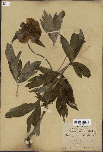 spécimen de Paeonia lutea