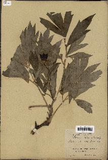 spécimen de Paeonia lutea