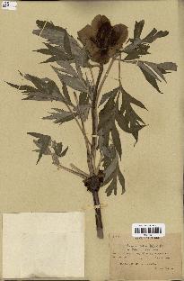 spécimen de Paeonia lutea