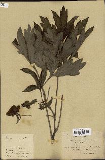 spécimen de Paeonia lutea