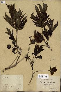 spécimen de Paeonia lutea