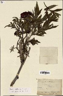 spécimen de Paeonia delavayi