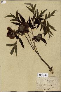 spécimen de Paeonia lutea