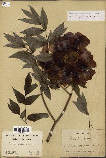 spécimen de Paeonia x suffruticosa