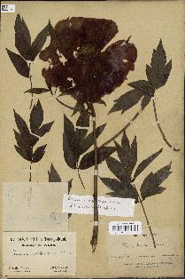 spécimen de Paeonia x suffruticosa