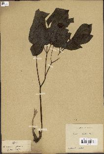 spécimen de Paeonia obovata