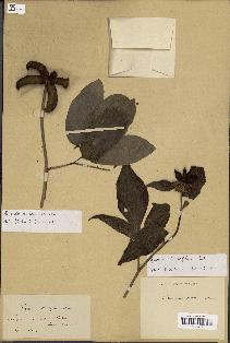 spécimen de Paeonia obovata