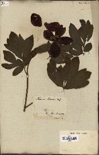 spécimen de Paeonia officinalis