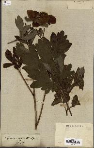 spécimen de Paeonia officinalis