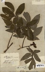 spécimen de Paeonia wittmanniana