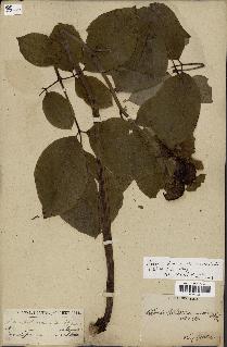spécimen de Paeonia daurica