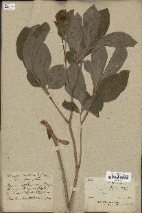 spécimen de Paeonia wittmanniana