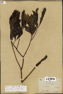 spécimen de Paeonia obovata