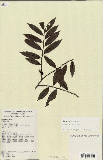 spécimen de Xylopia sp.
