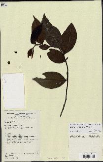 spécimen de Xylopia sp.