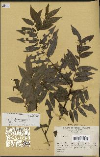 spécimen de Xylopia sp.
