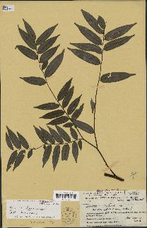 spécimen de Xylopia sp.