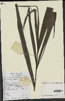spécimen de Basselinia gracilis