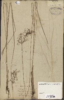 spécimen de Fimbristylis complanata