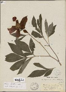 spécimen de Paeonia lactiflora