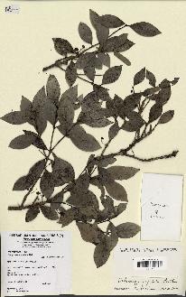 spécimen de Hedycarya cupulata