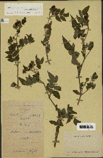 spécimen de Rubus rosifolius