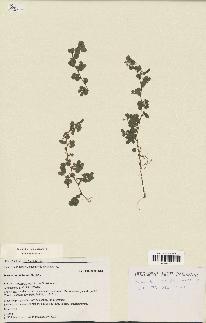 spécimen de Desmodium triflorum