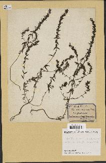 spécimen de Odontites vernus