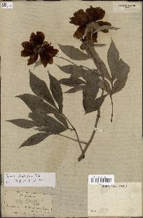 spécimen de Paeonia lactiflora