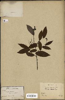 spécimen de Desmos chinensis
