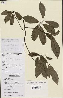 spécimen de Hedycarya engleriana