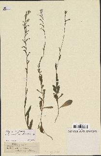 spécimen de Lobelia urens