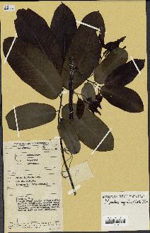 spécimen de Monodora myristica