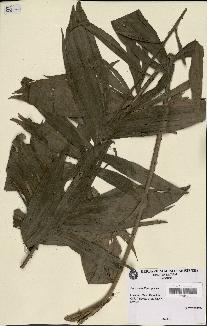 spécimen de Laccosperma opacum