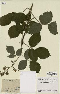 spécimen de Rubus schleicheri