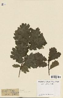 spécimen de Quercus pubescens