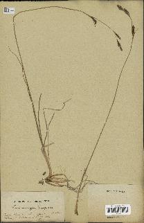 spécimen de Carex sp.