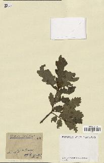 spécimen de Quercus pubescens