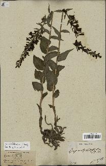 spécimen de Epipactis latifolia