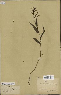 spécimen de Epipactis latifolia