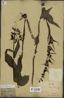 spécimen de Epipactis latifolia