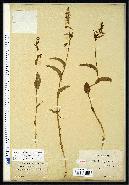 spécimen de Epipactis helleborine
