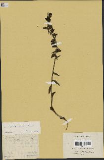 spécimen de Epipactis microphylla