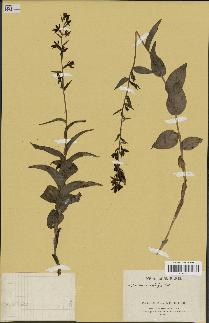 spécimen de Epipactis microphylla