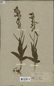 spécimen de Epipactis palustris