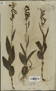 spécimen de Epipactis palustris