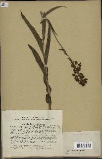 spécimen de Epipactis palustris
